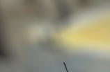 芒果可以放冰箱保鲜吗？