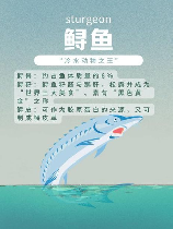 鲟鱼多少钱一斤，2025年鲟鱼价格行情分析