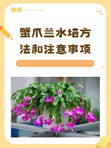 蟹爪莲花的养殖方法，蟹爪莲的养殖方法