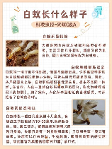灭白蚁，真相！灭白蚁大揭秘