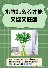 水竹怎么养才长得好