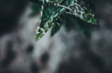 这些越容易育成的室内花卉，让你轻松享受花草的美好