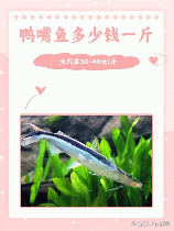 鸭嘴鱼多少钱一斤，鸭嘴鱼市场价格分析