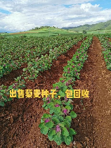 藜麦多少钱一斤：2025年最新价格信息