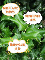 树叶的作用，树叶的作用有哪些？