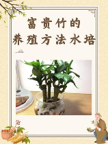水培富贵竹的养殖方法和注意事项