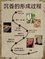 沉香是什么，沉香是什么？沉香树在哪里？