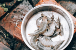 帅康油烟机怎么样