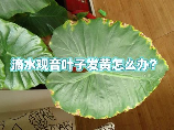 滴水观音叶子发黄怎么办