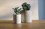 燕子掌：装修中的绿色植物新宠