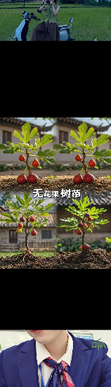 无花果树苗种植方法