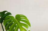 探秘绿叶植物：如何让它们更健康地成长？