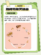 家里有跳蚤怎么消灭