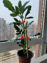 长寿花的修剪方法