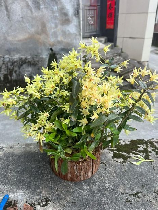 铁皮石斛花多少钱一斤，铁皮石斛花价格解析