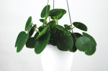 室内放这些植物最有效吸附甲醛
