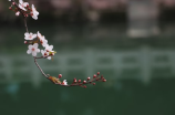 了解牵牛花花语，打造独特装修风格