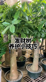 盆栽发财树修剪方法
