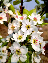梨花是什么季节开的，梨花是什么季节开的？揭秘梨花的开放时间和寓意