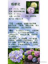 绣球的养殖方法和注意事项有哪些，绣球养殖方法和注意事项