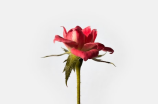 丁香花的花语及文化意义