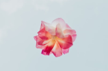 打造私人花园小屋：玻璃花房