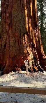 世界上最大的树，世界上最大的树-巨杉树