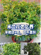 盆栽米兰花的养殖方法和注意事项