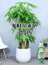 摇钱树苗怎么种才能摇更多次