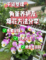 三色堇种植方法