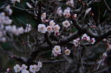 浏览美丽花园图片，畅游怡人之境
