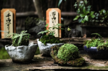 小天鹅冰箱：冰凉与美观的完美结合