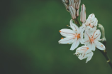 六月开什么花？原来这些花儿正在等你来欣赏！