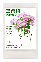北方三角梅的养殖方法和注意事项